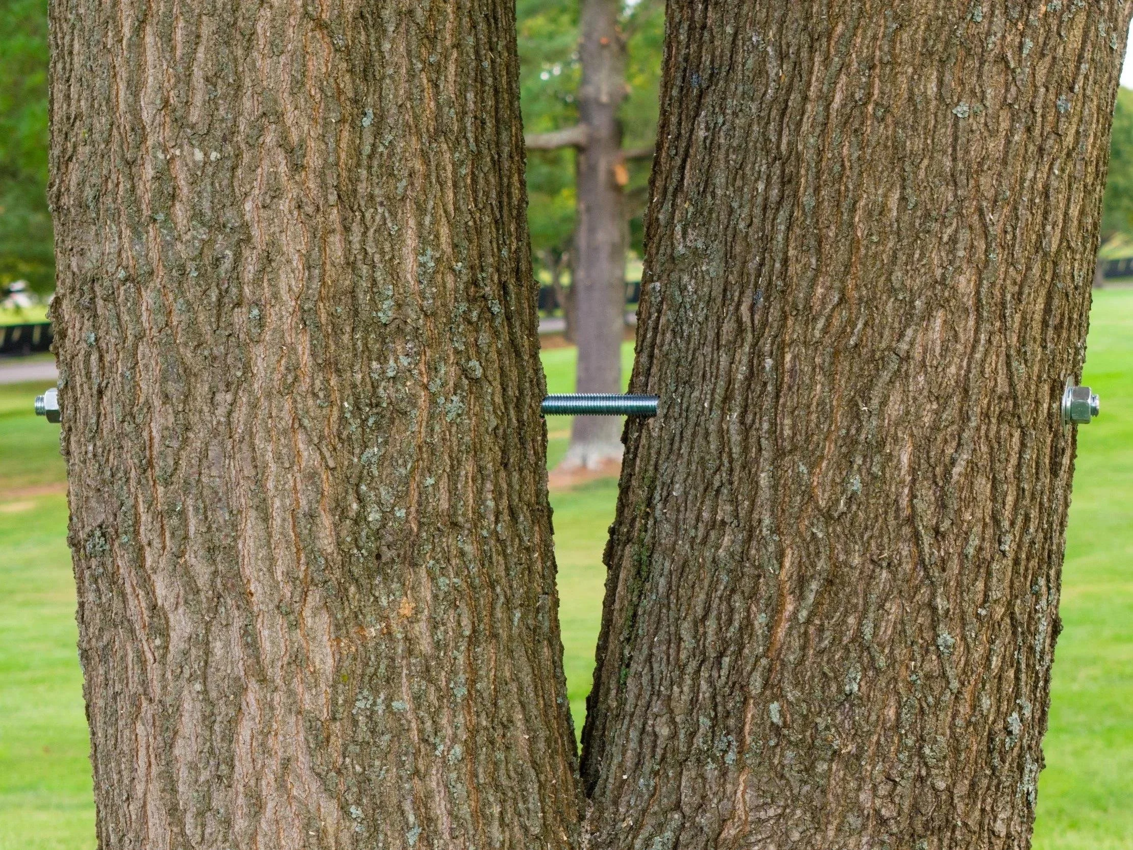 Tree Bracing.jpeg