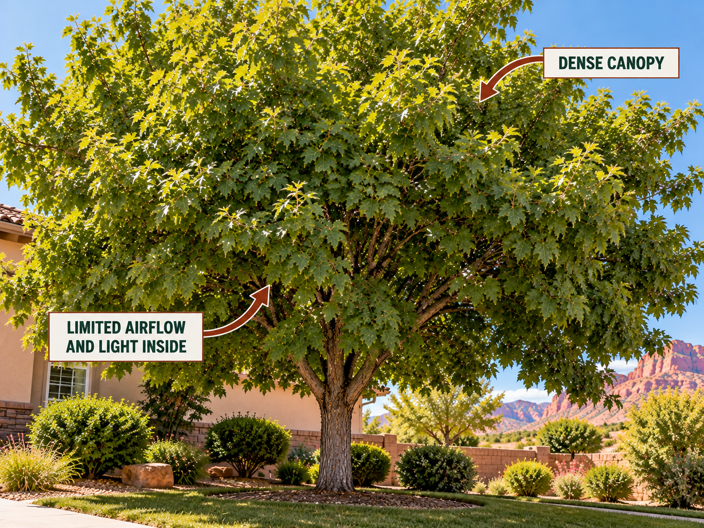 a tree that The Canopy Is Extremely Dense to show as an example as one that needs to be pruned
