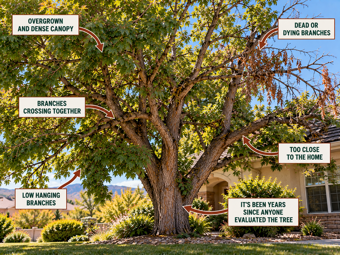 a tree that It's Been Years Since Anyone Evaluated the Tree to show as an example as one that needs to be pruned