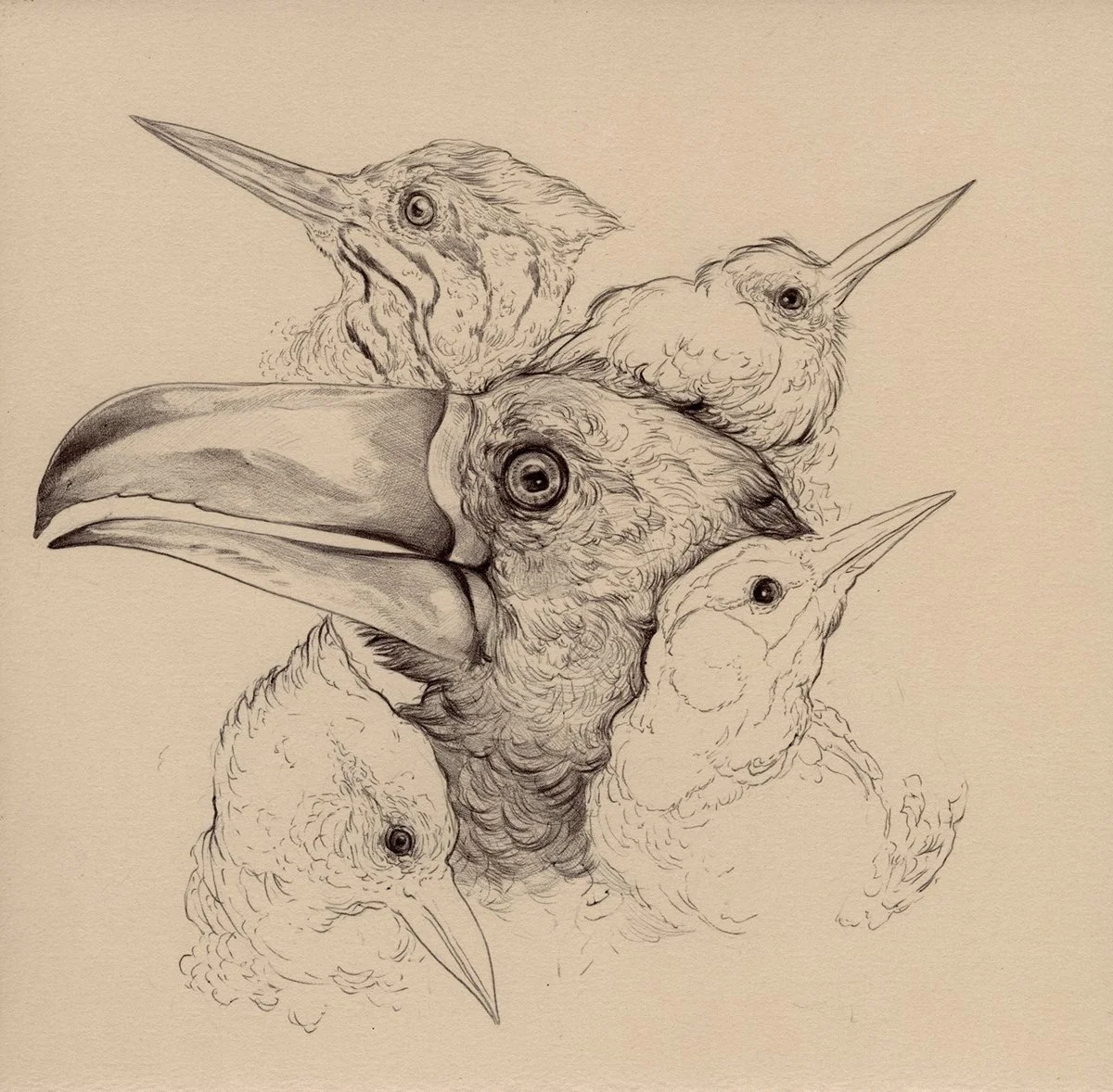  Piciformes   Lucy (2016)  Producer, Recording Engineer, Songwriter, Electric Guitar, 