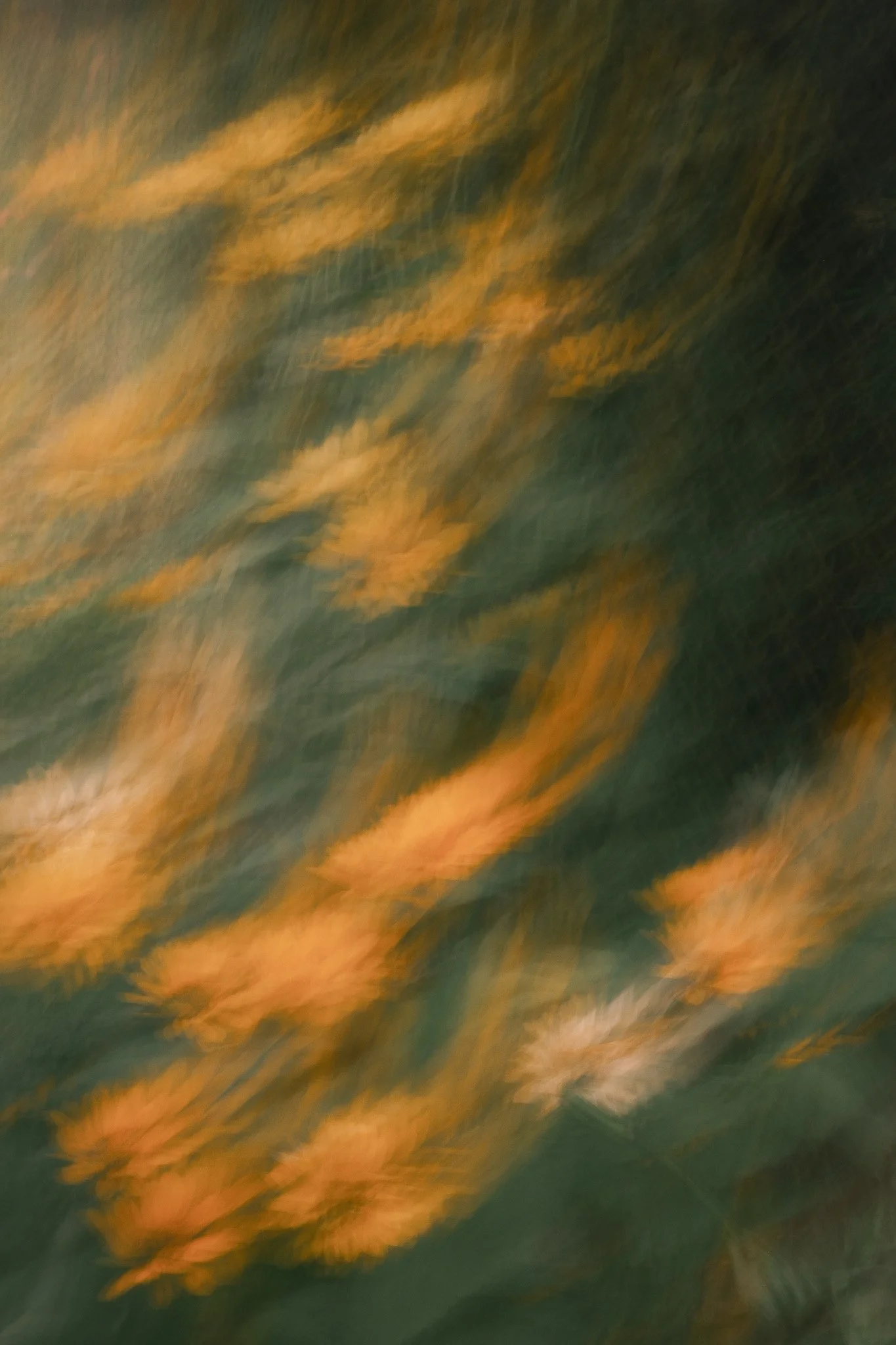Blurred image of orange and yellow flowers on green foliage, with a sense of motion or intentional blur.