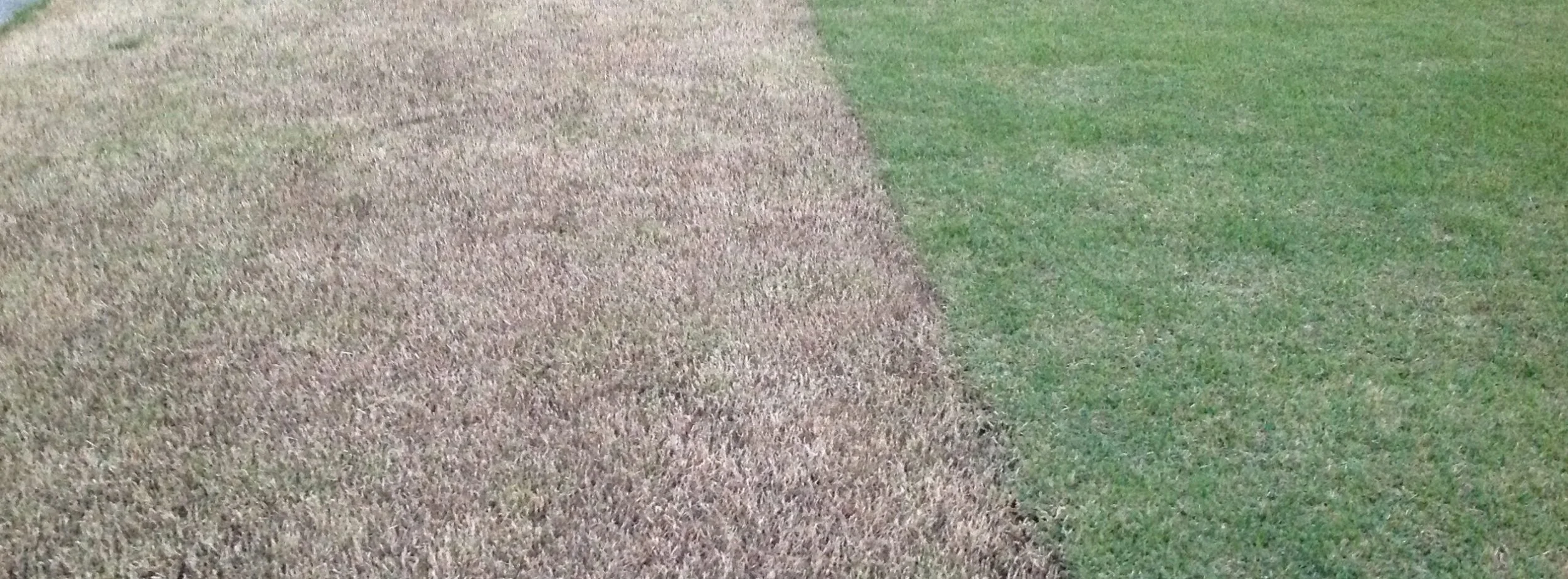 Late Winter Lawn Scalping Benefits North Texas Homeowners