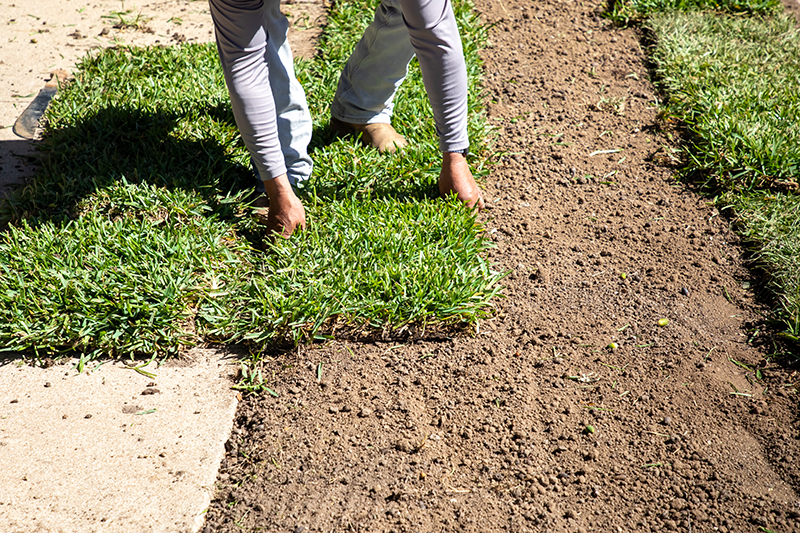 How to Care for Newly Installed Sod in North Texas (And Avoid Costly Mistakes)