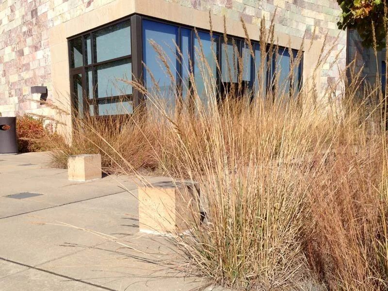 Dormant grasses ready to be trimmed