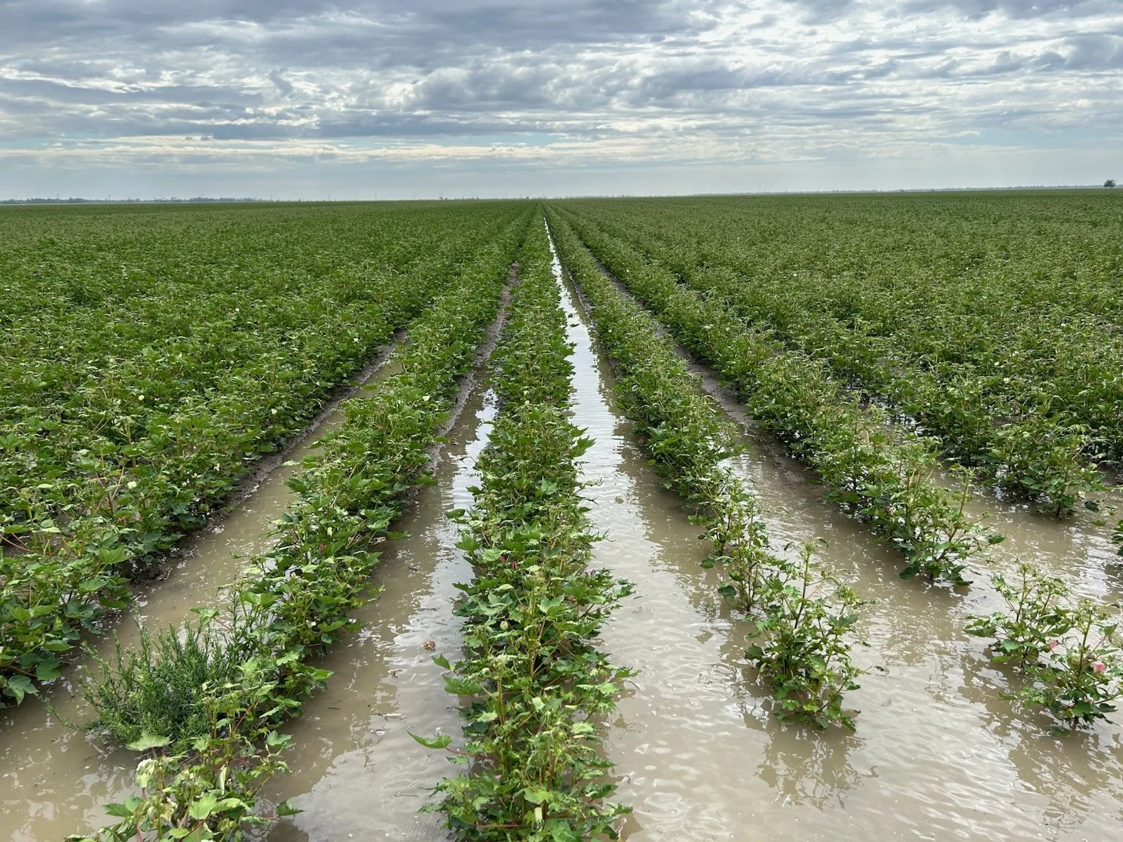 Vineyard with rows of grapevines stretching across rolling hills, illuminated by golden sunlight.