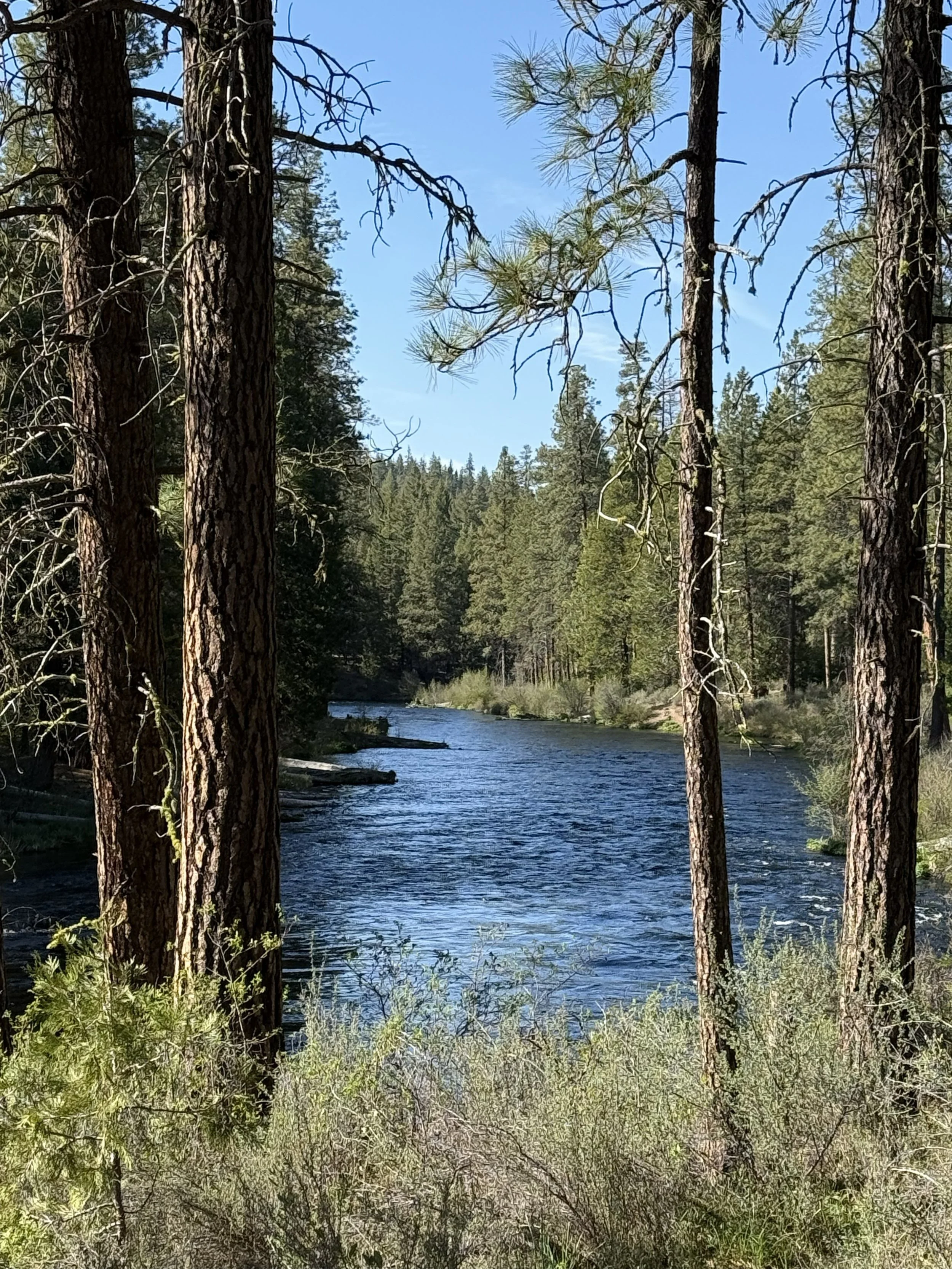 A forest scene with tall pine trees and Whychus Creek running through it under a clear blue sky.