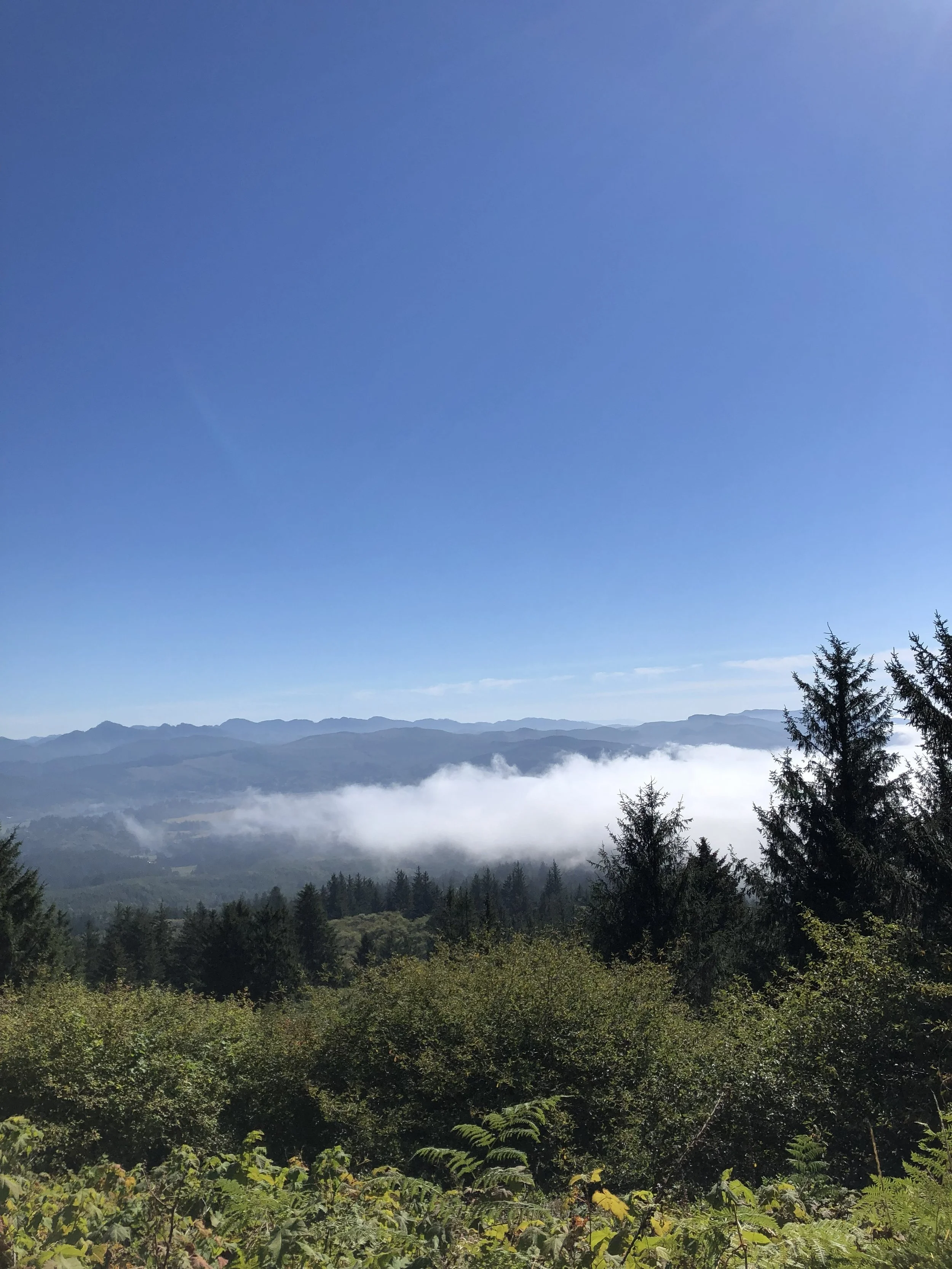 A panoramic view of the Cascade mountain range under a clear blue sky with some clouds near the horizon, surrounded by green trees and shrubs.