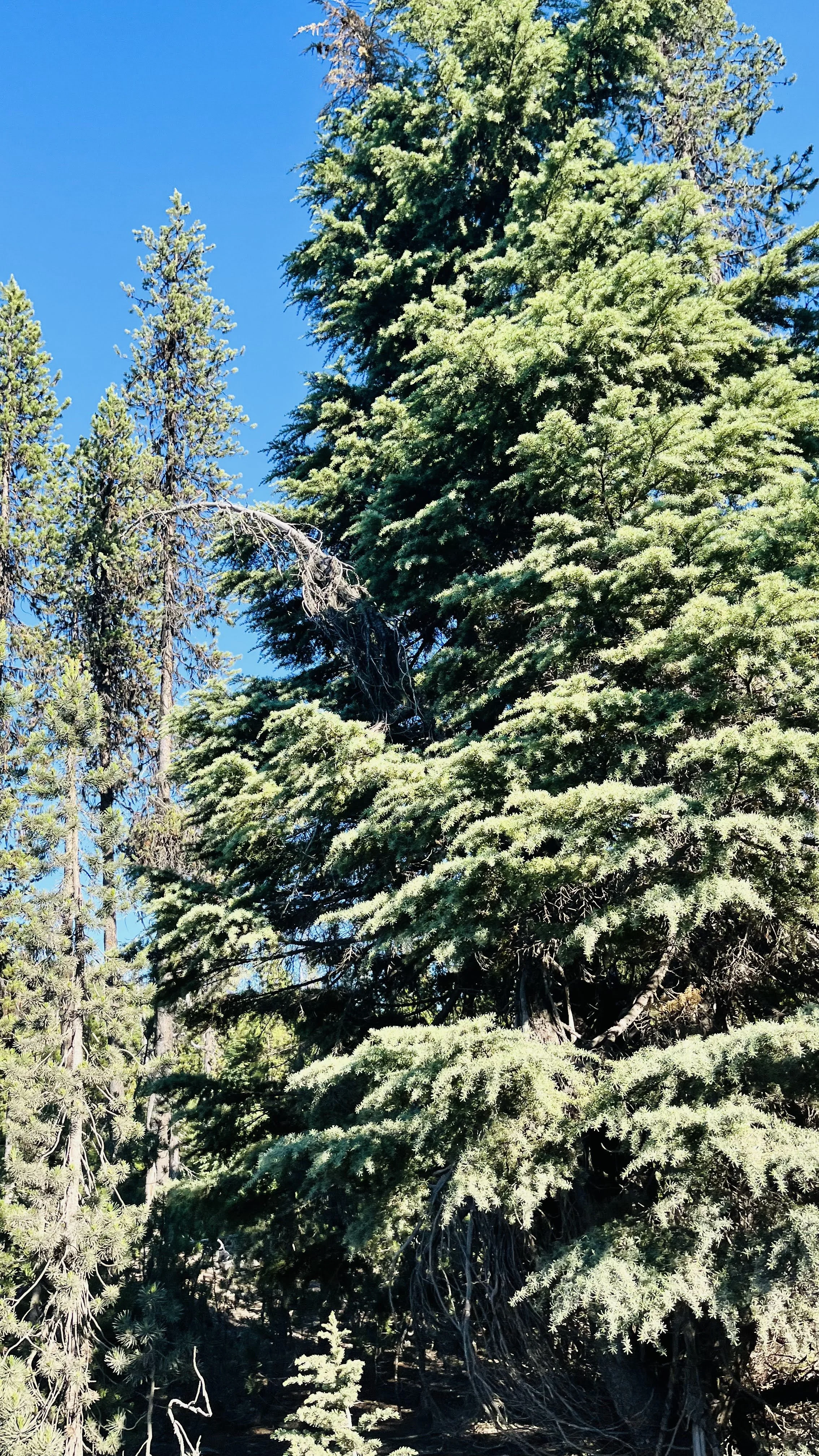 central oregon forest