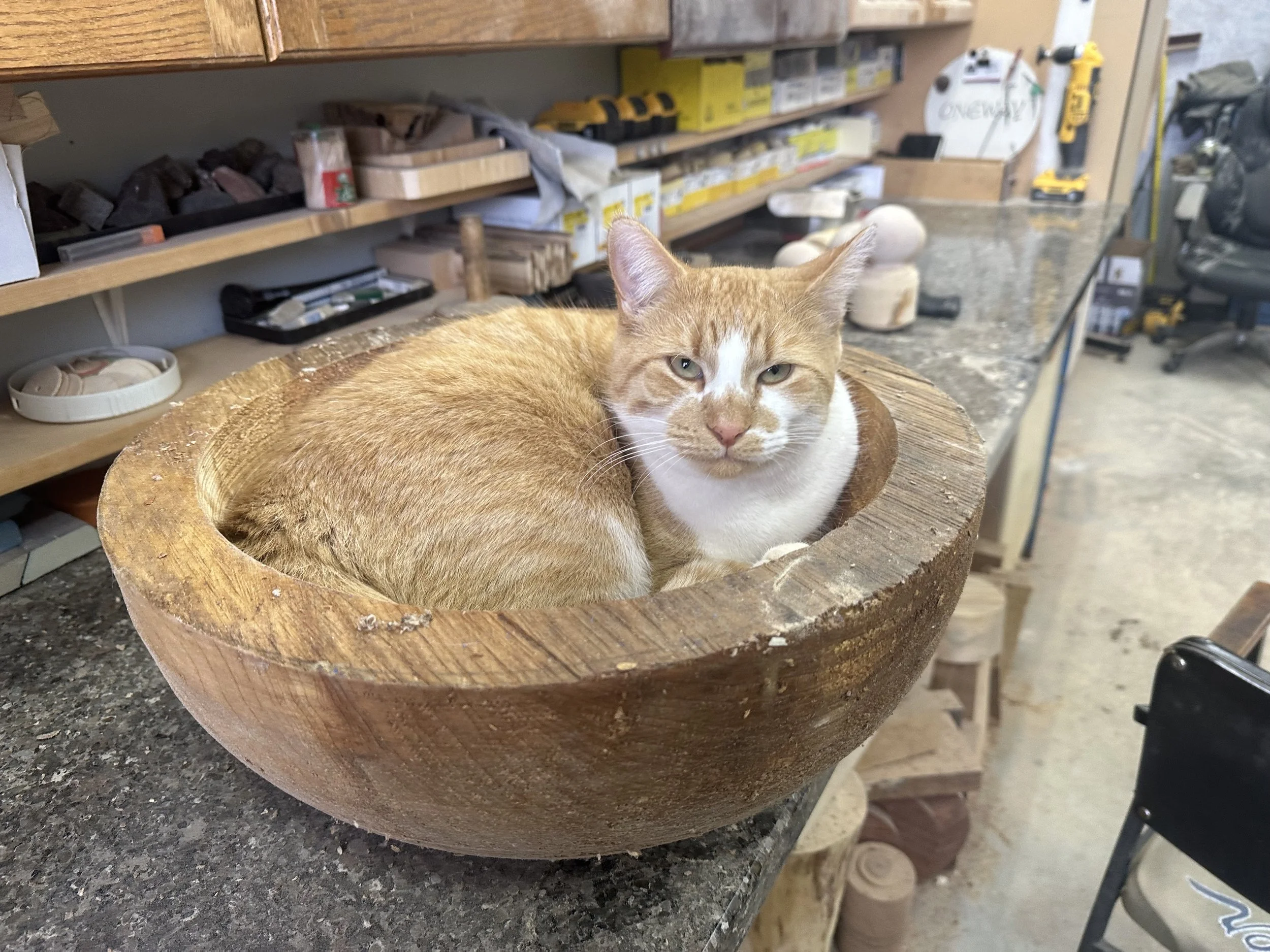 Sam in Kitty bowl