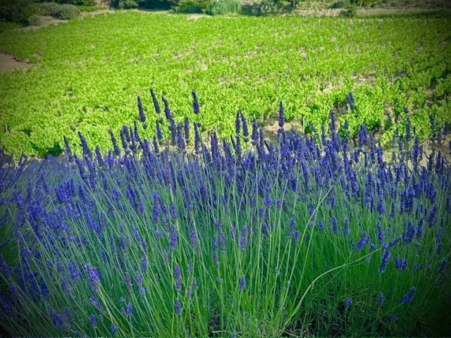 French countryside vacation trip Provence