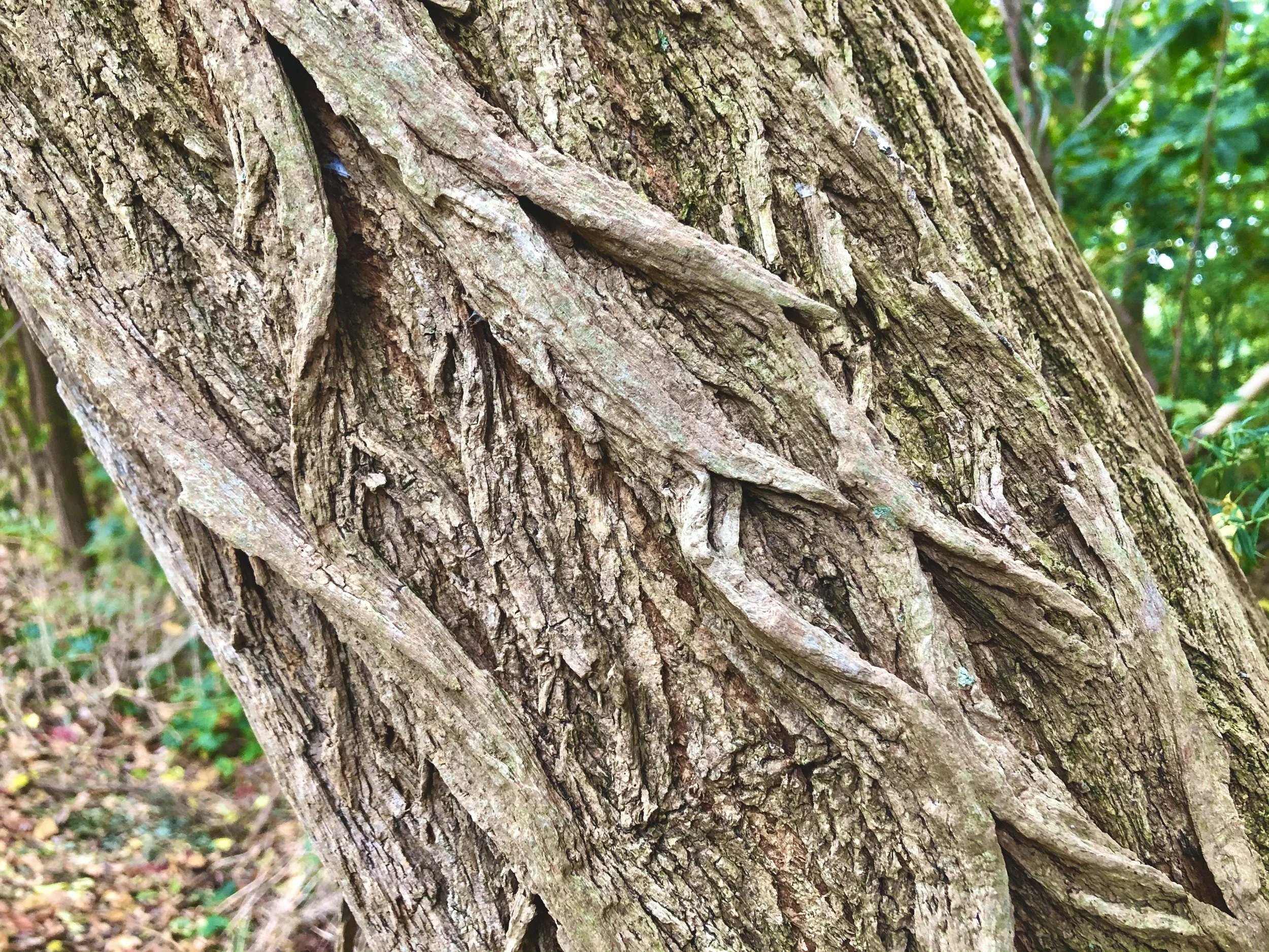 KNOTS: A Land-based Pedagogy on Pain, Trauma, Healing, and Research