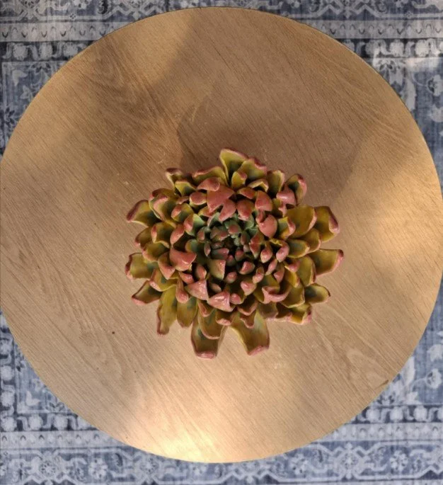 Large yellow & pink spikey dahlia sun.jpg