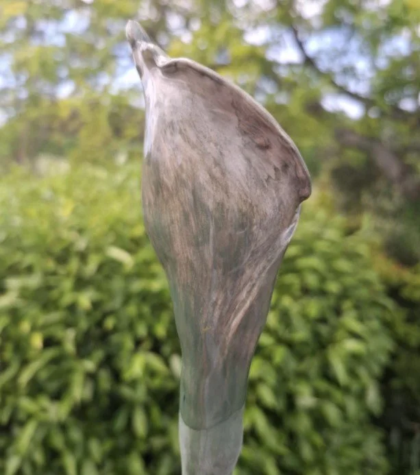 Green calla lily on stake back.jpg