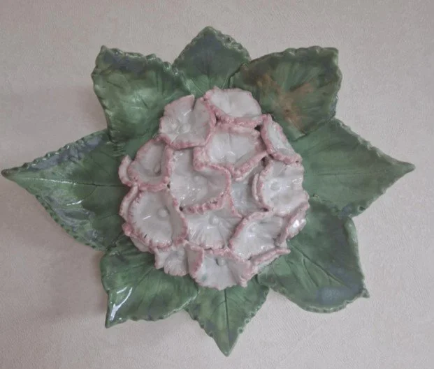 Pink & white Hydrangea on green leaves