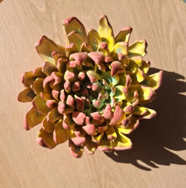 Large yellow & pink spikey dahlia full sun.jpg