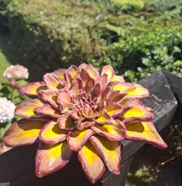 Yellow & Pink spikey petal dahlia