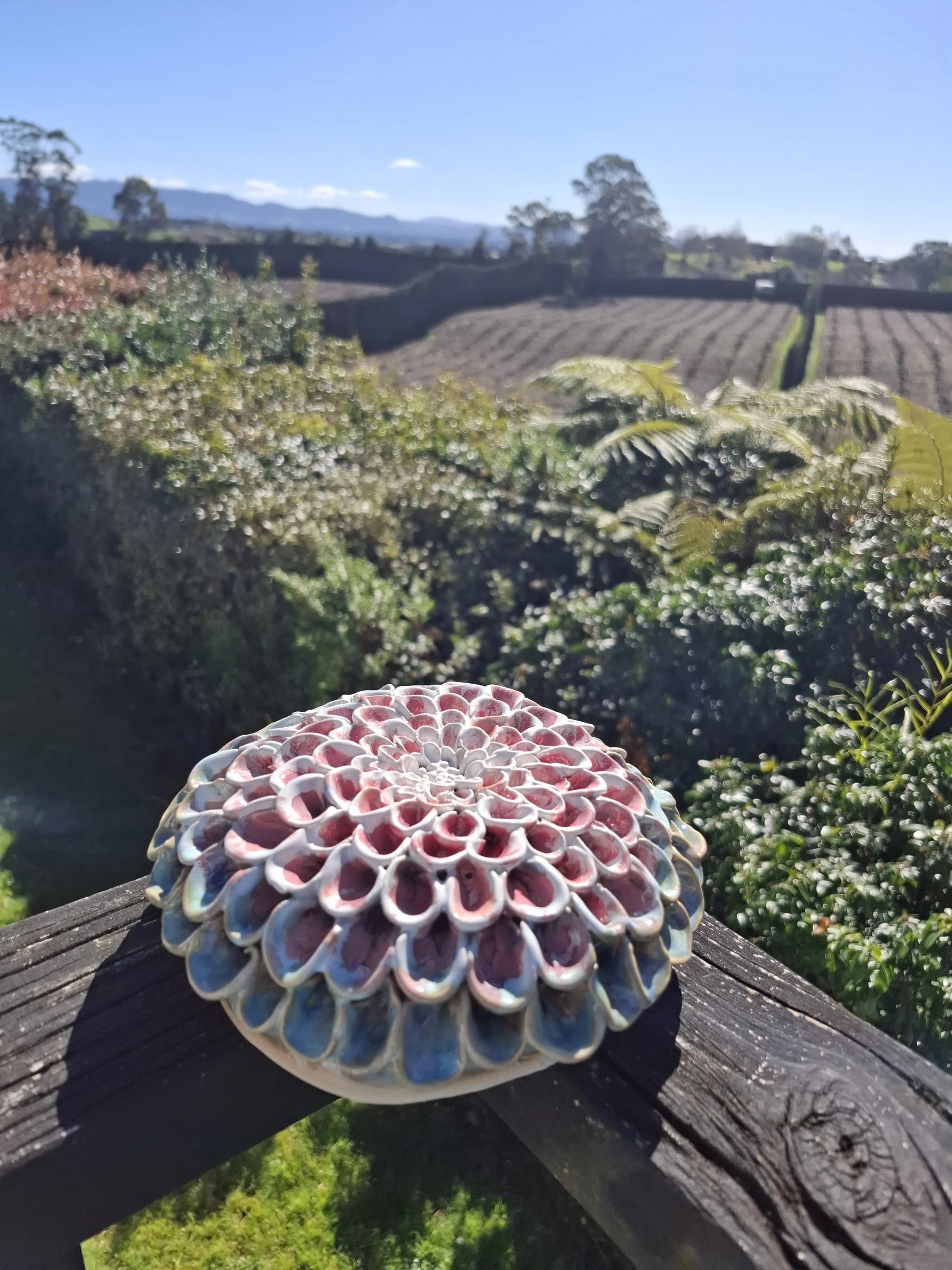 Large Pink and Blue Pompom Dahlia