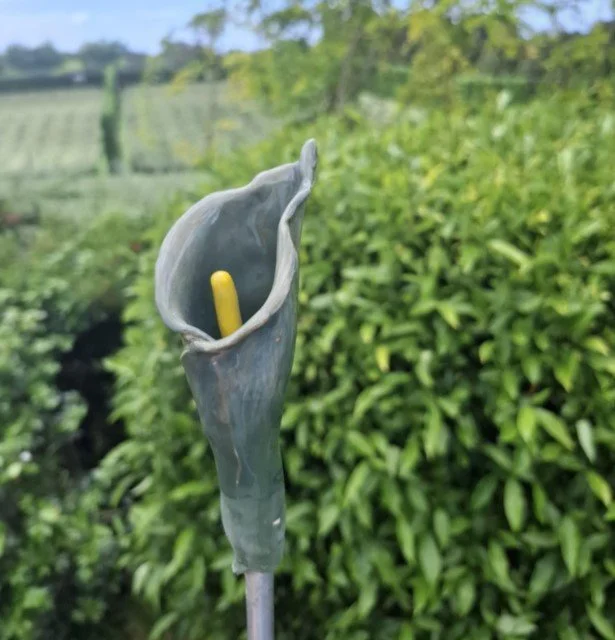 Green calla lily on stake.jpg