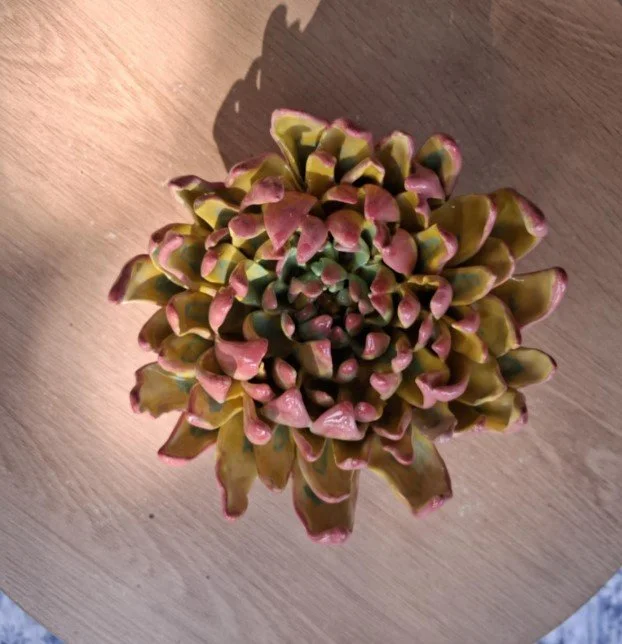 Large yellow & pink spikey dahlia close.jpg