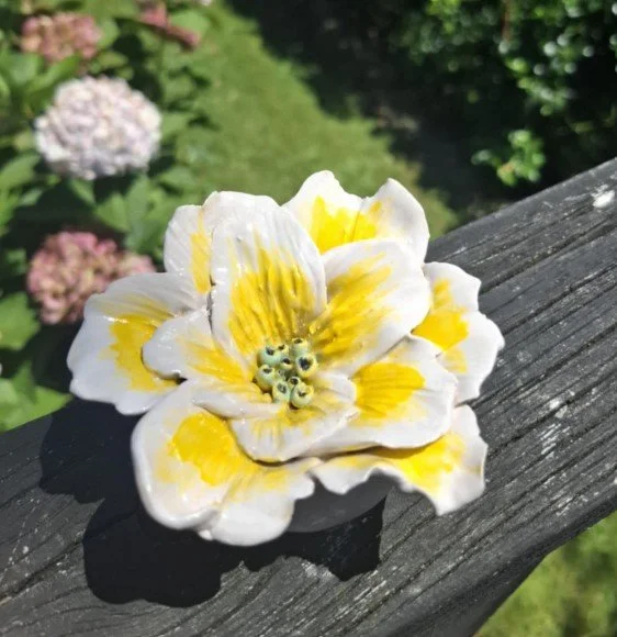 Small yellow and white flower