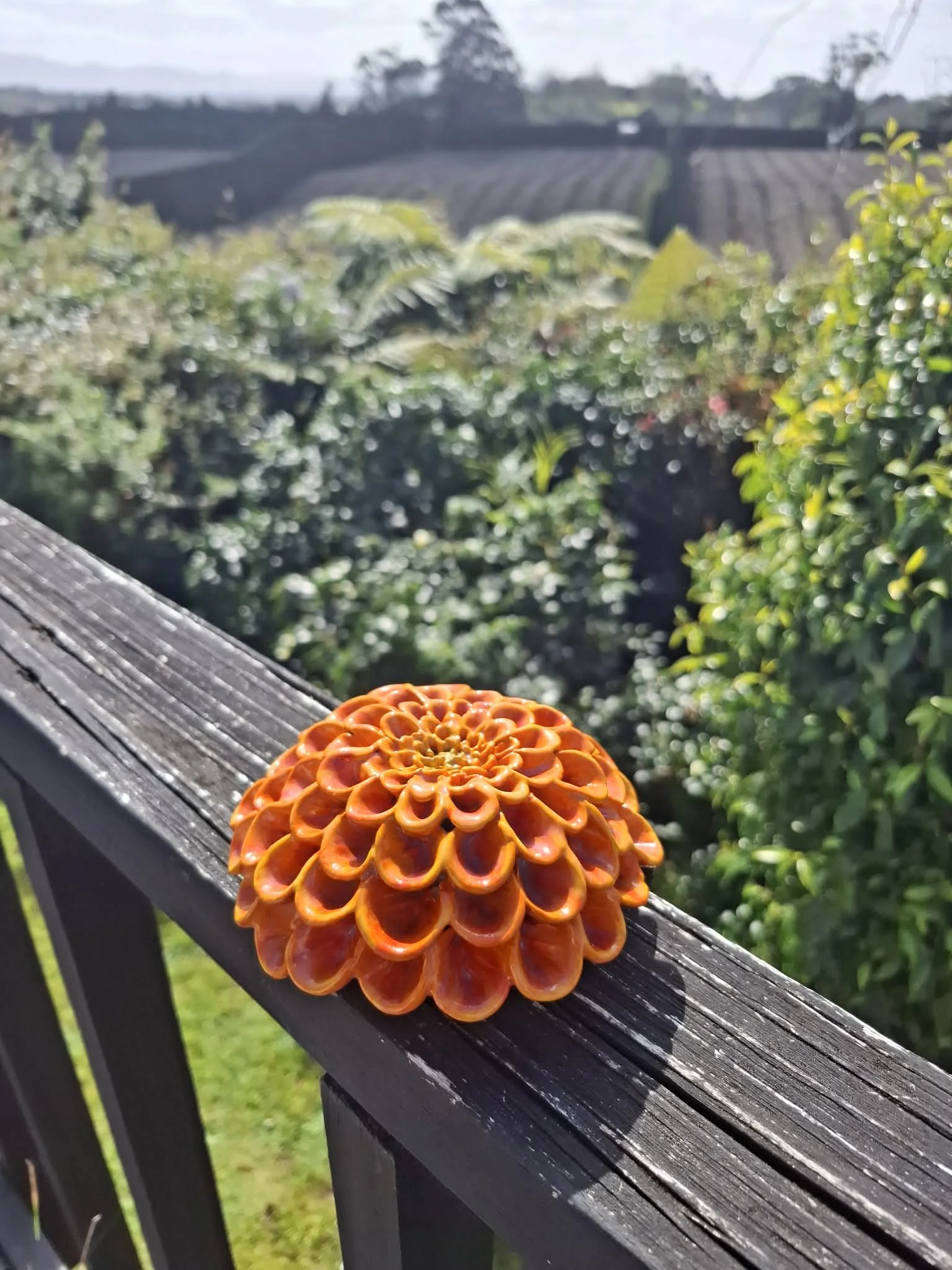 Bright Orange pompom dahlia.jfif