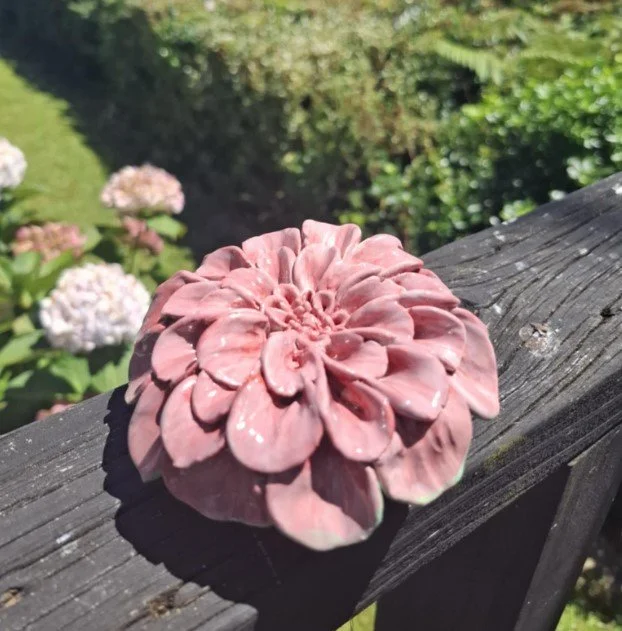 Pink wide petal dahlia