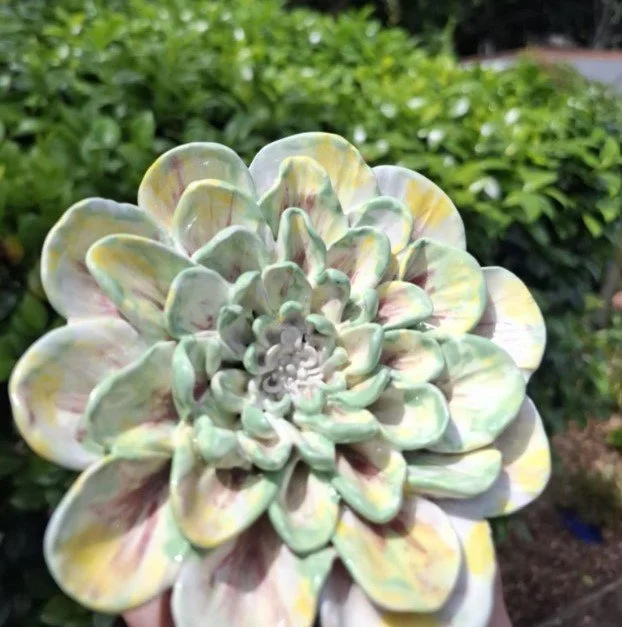 White green and yellow dahlia close.jpg