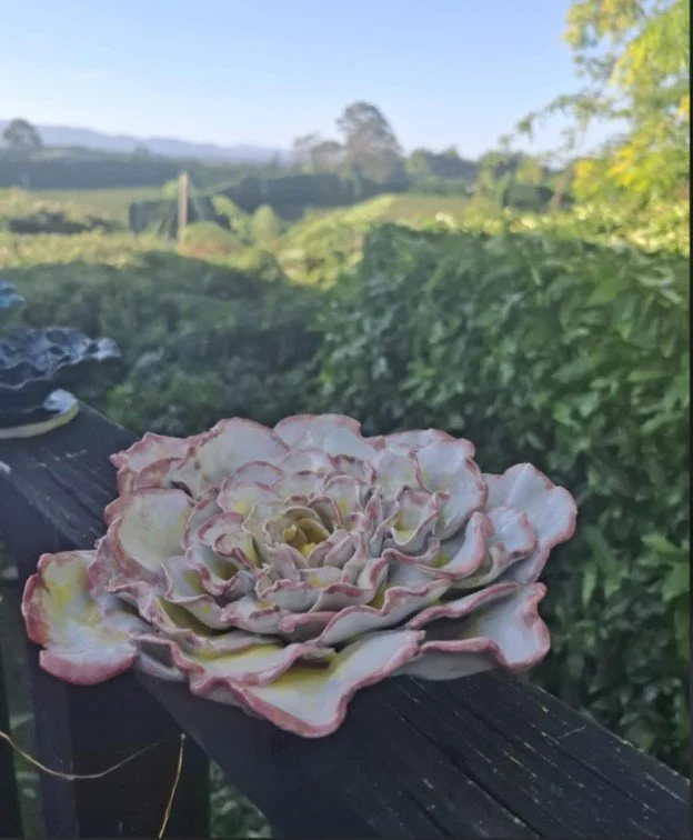 Large White pink & yellow rose outside.jpg