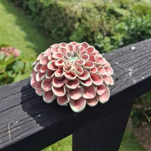 Pink & green pompom dahlia deck.jpg