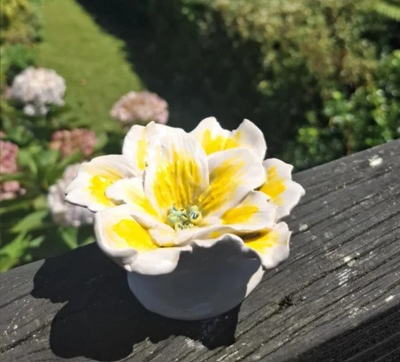 Yellow & white flower outside.jpg