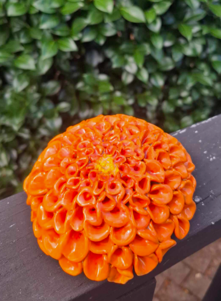 Medium+orange+pompom+dahlia.png