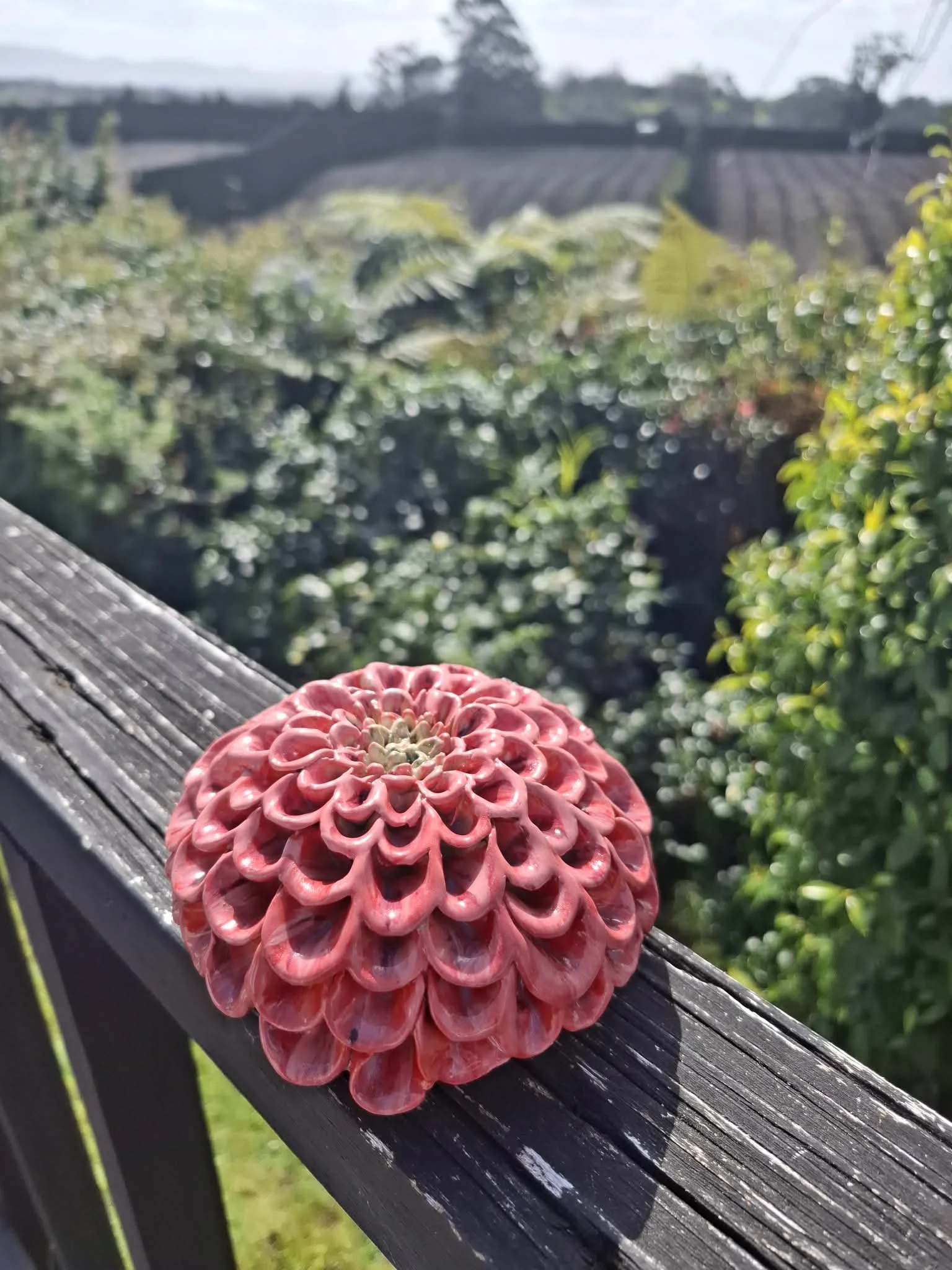 Dark Pink pompom dahlia deck.jfif