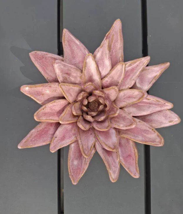 Spikey raspberry fizz Dahlia bench.jpg