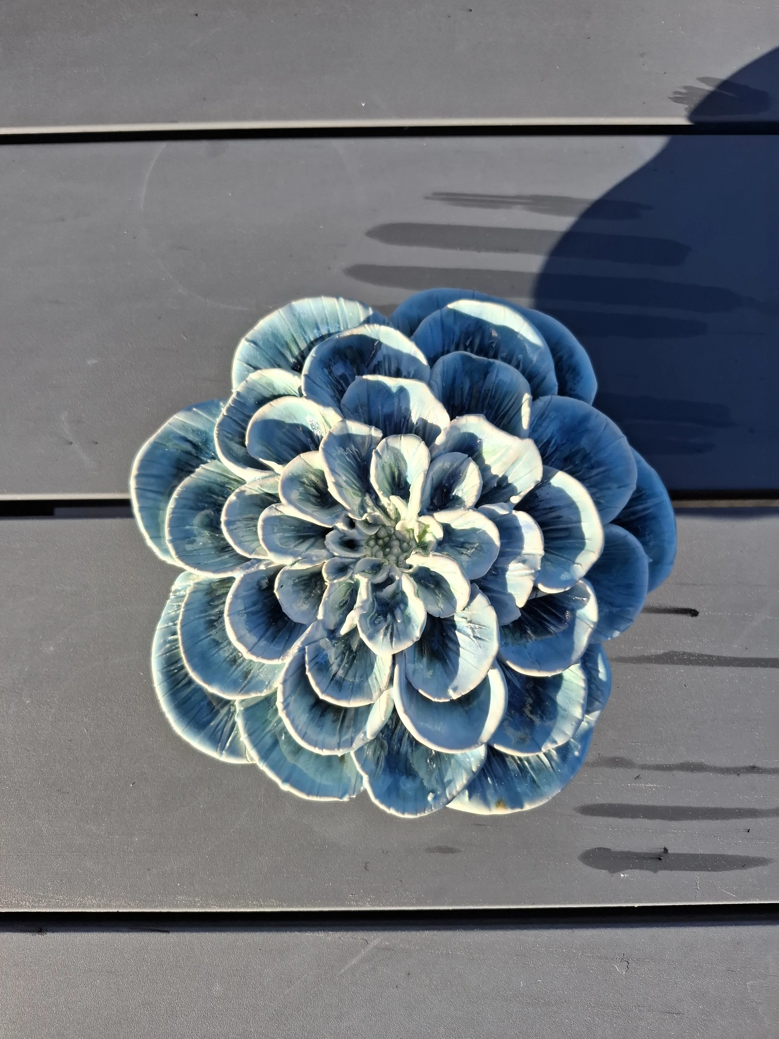 Blue variegated wide petal Dahlia