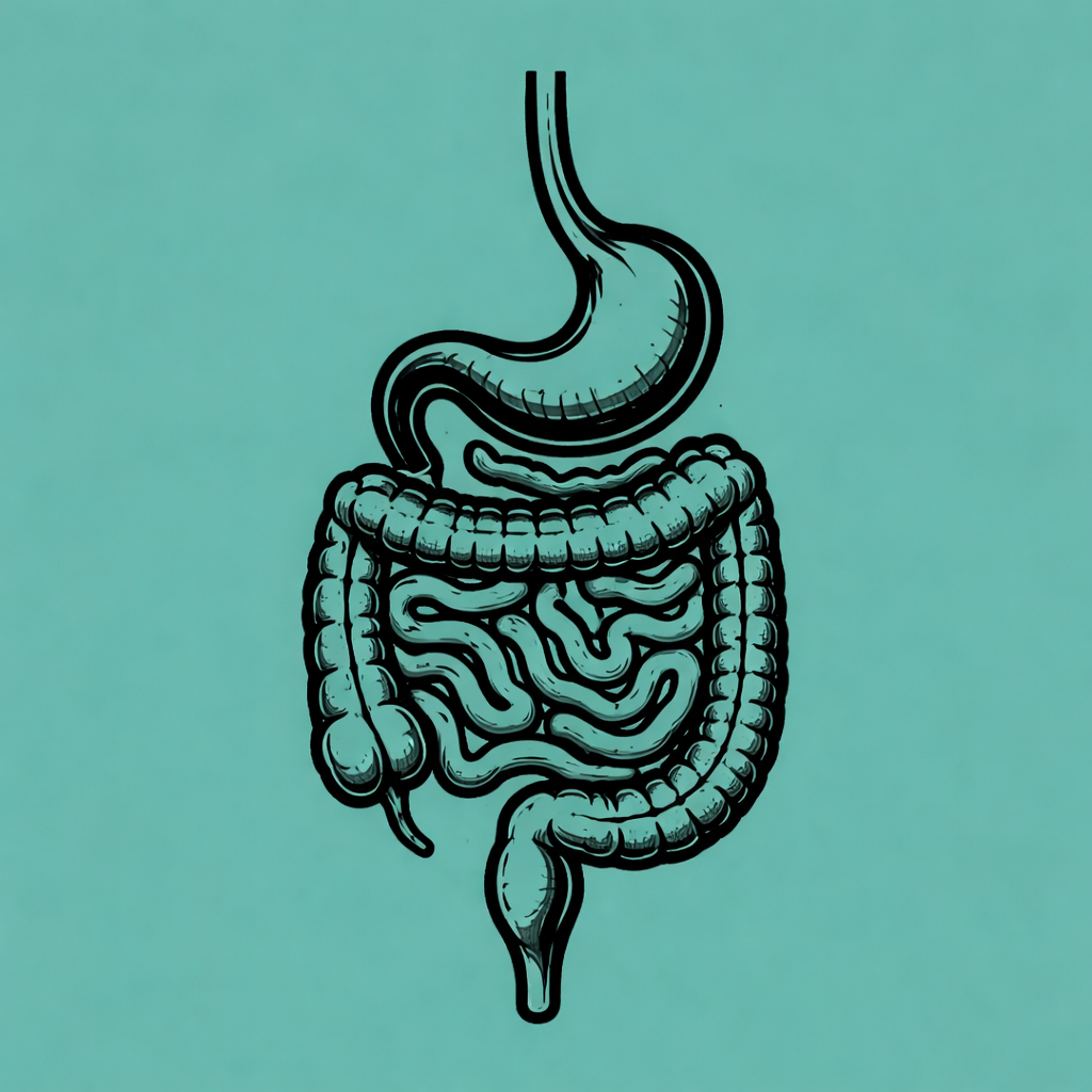 Digestive System - Overview