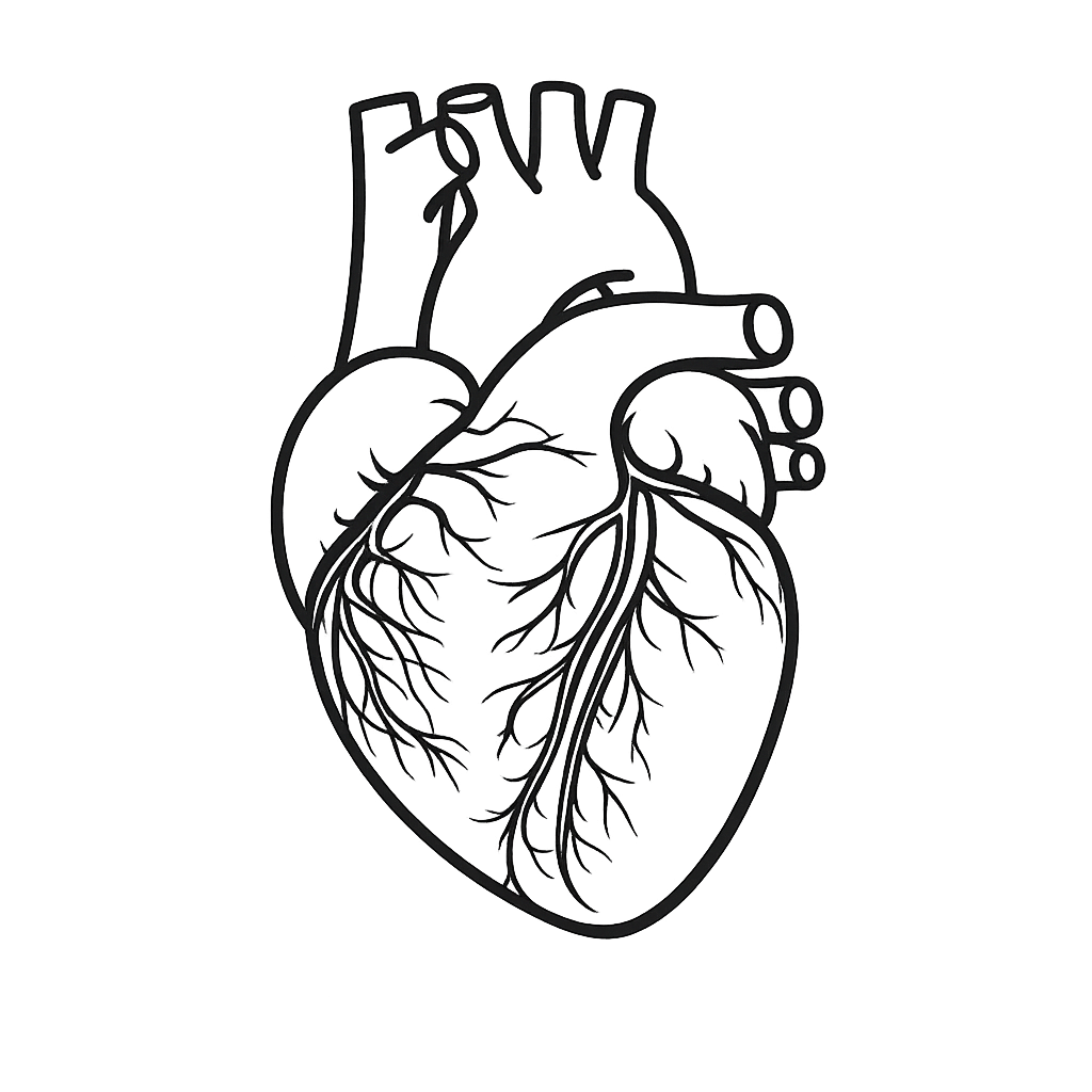 Line art drawing of a human heart.
