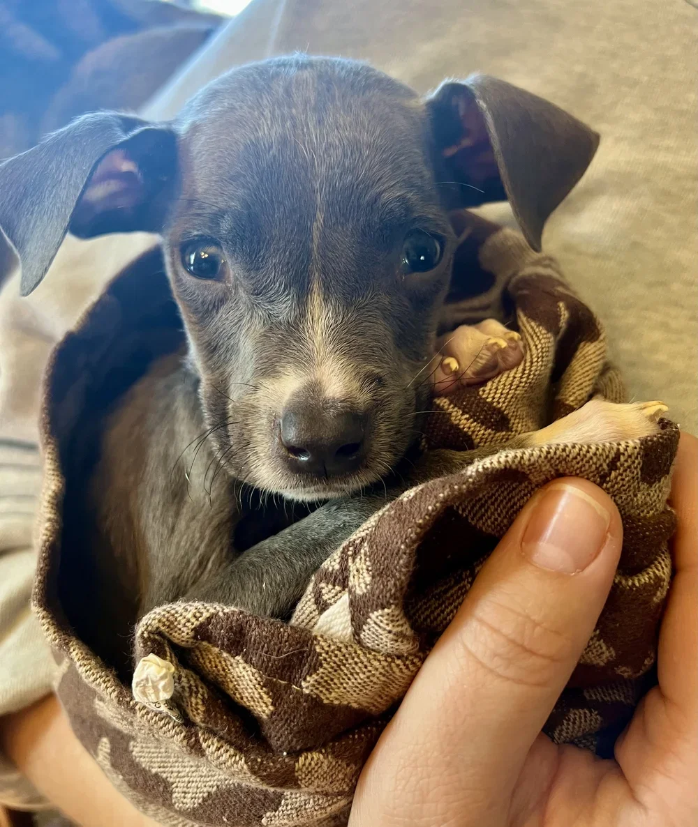 small black and white puppy wrapped in blanket
