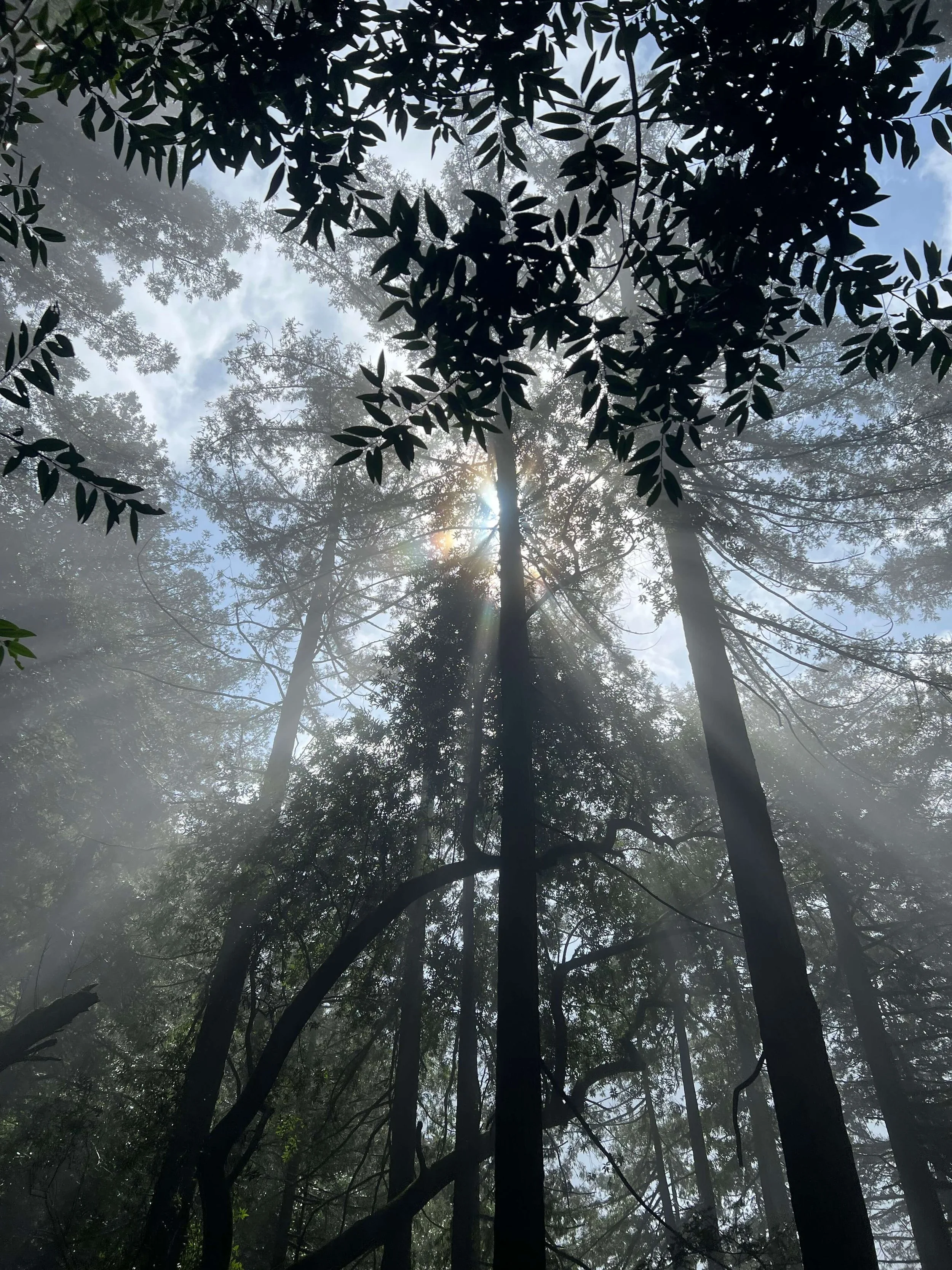 what the trees are teaching me