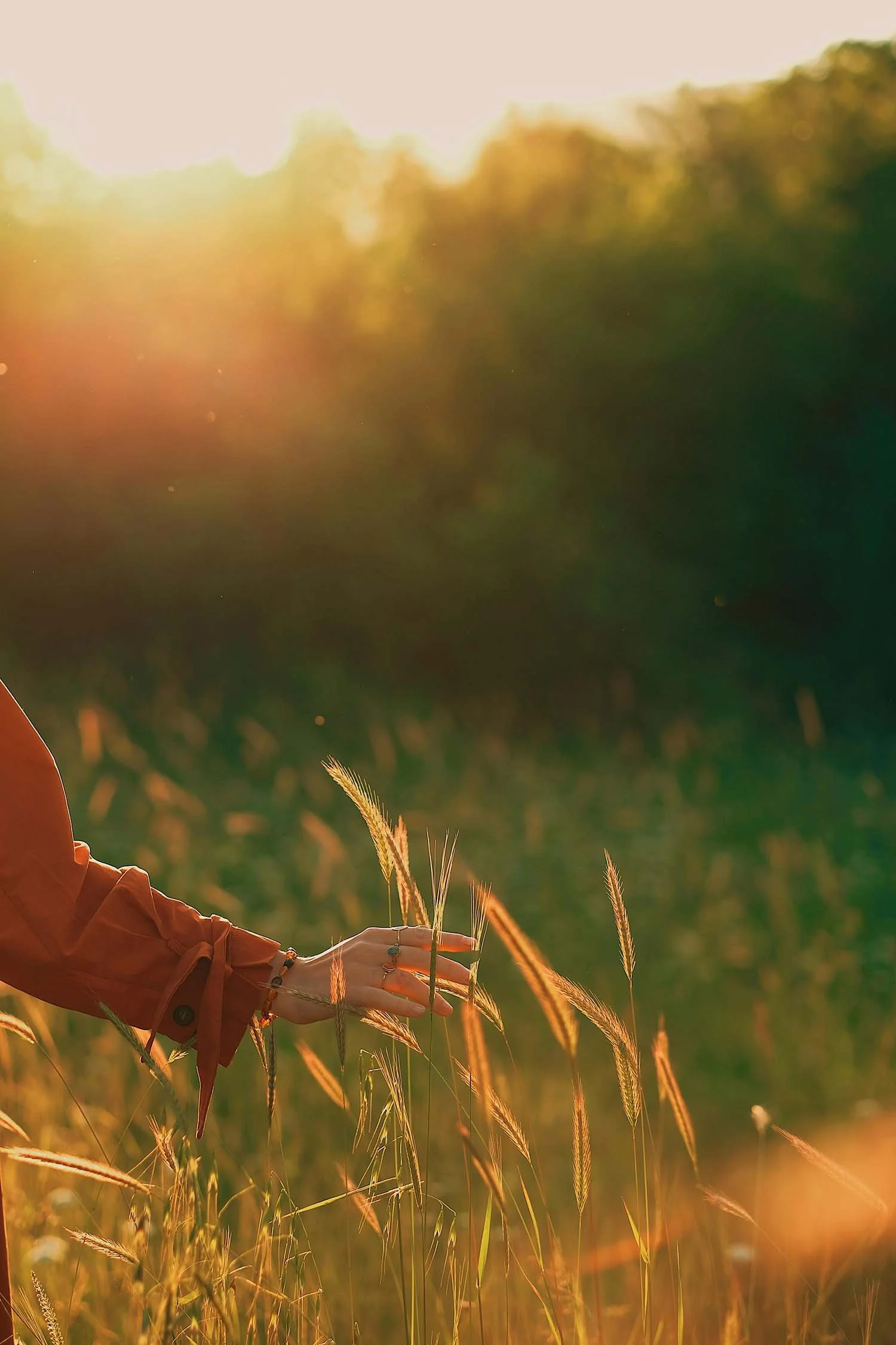 A hand gently brushing tall grass in warm sunlight, symbolizing healing, reflection, and a compassionate therapeutic journey.