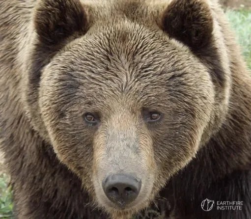 The Bear Who Changed My Life