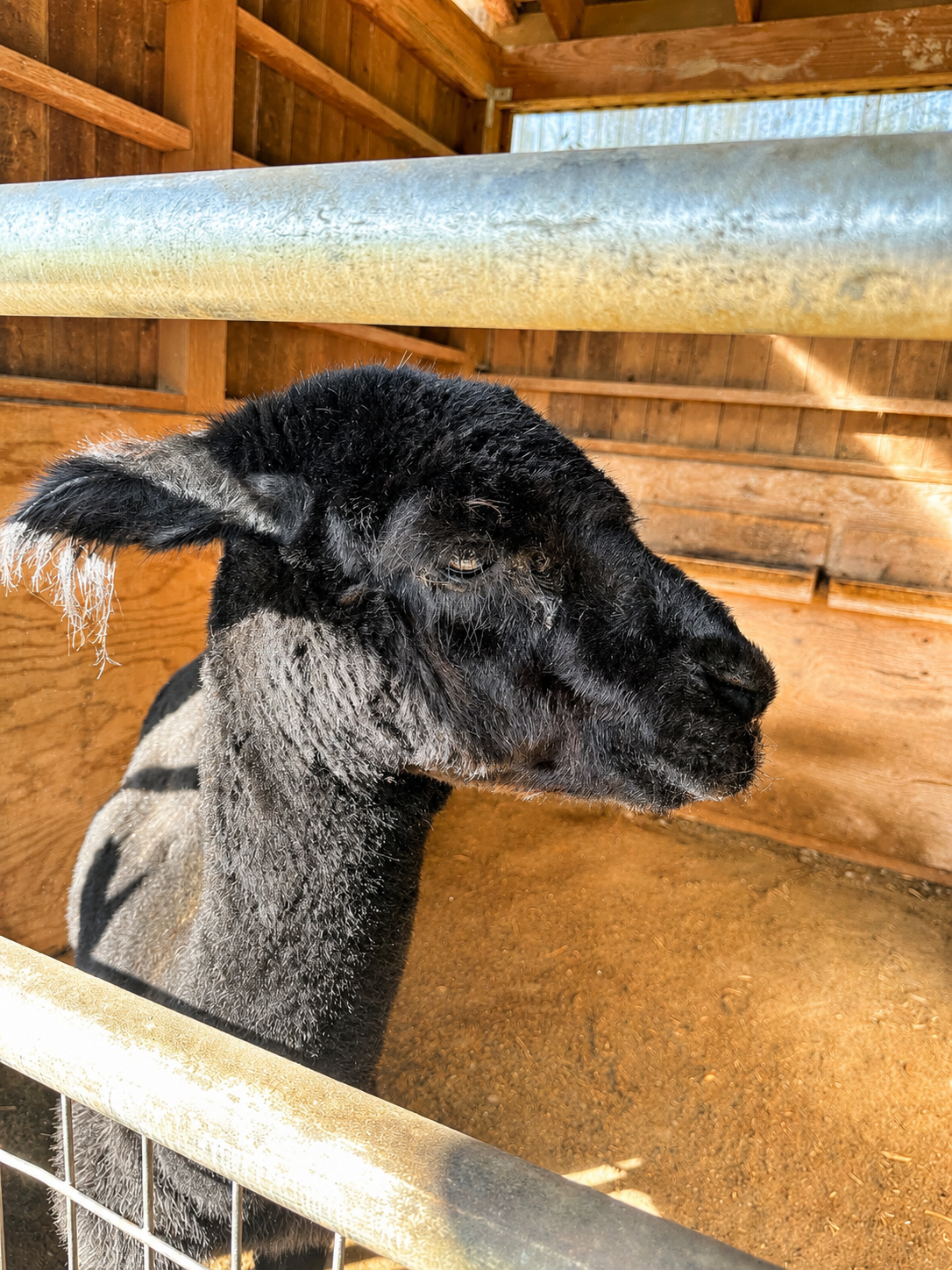 The Alpaca Who Taught Me to Let Go