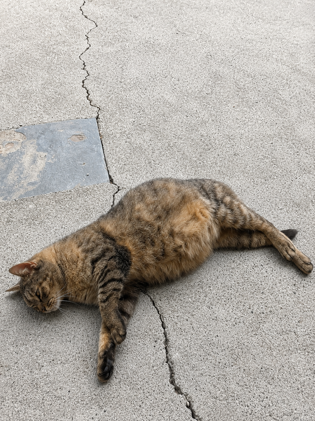 The Cat Who Found Me