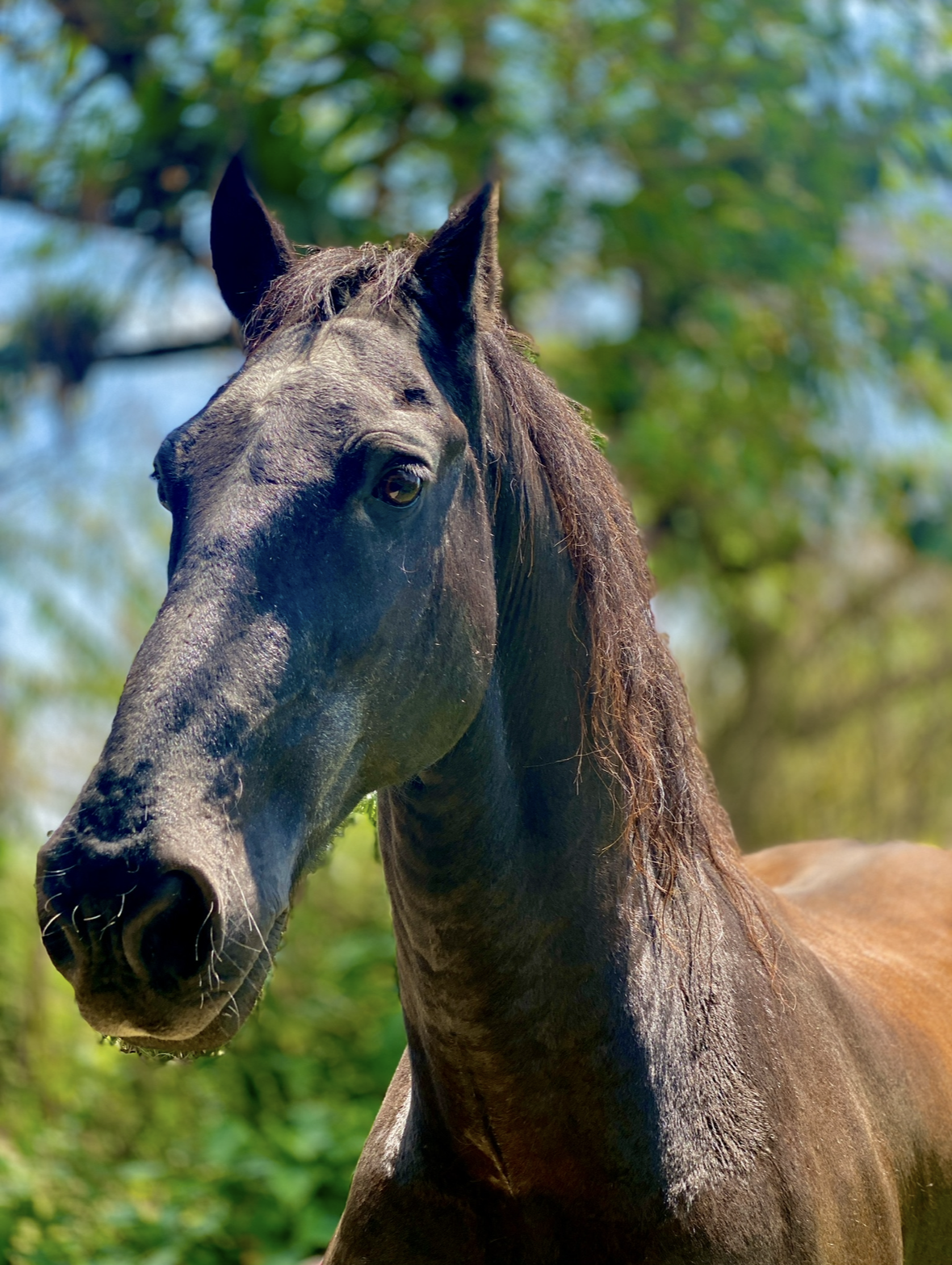 The Horse I was Afraid of