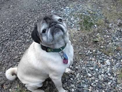 The Pug Who Refused to Give Up