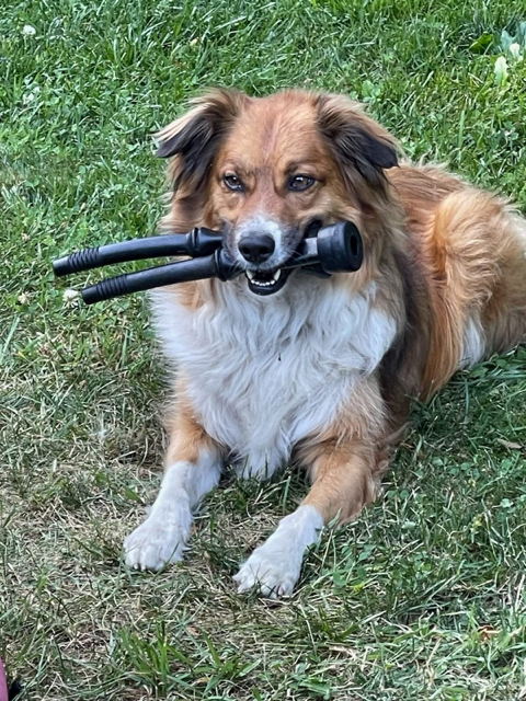The Dog Who Proved It Was Real