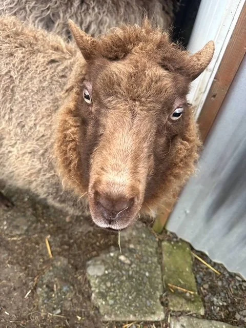 The Sheep Who Refused to Be Rushed