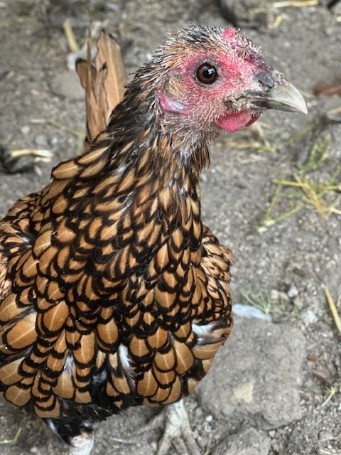 The Smallest Chicken in the Coop