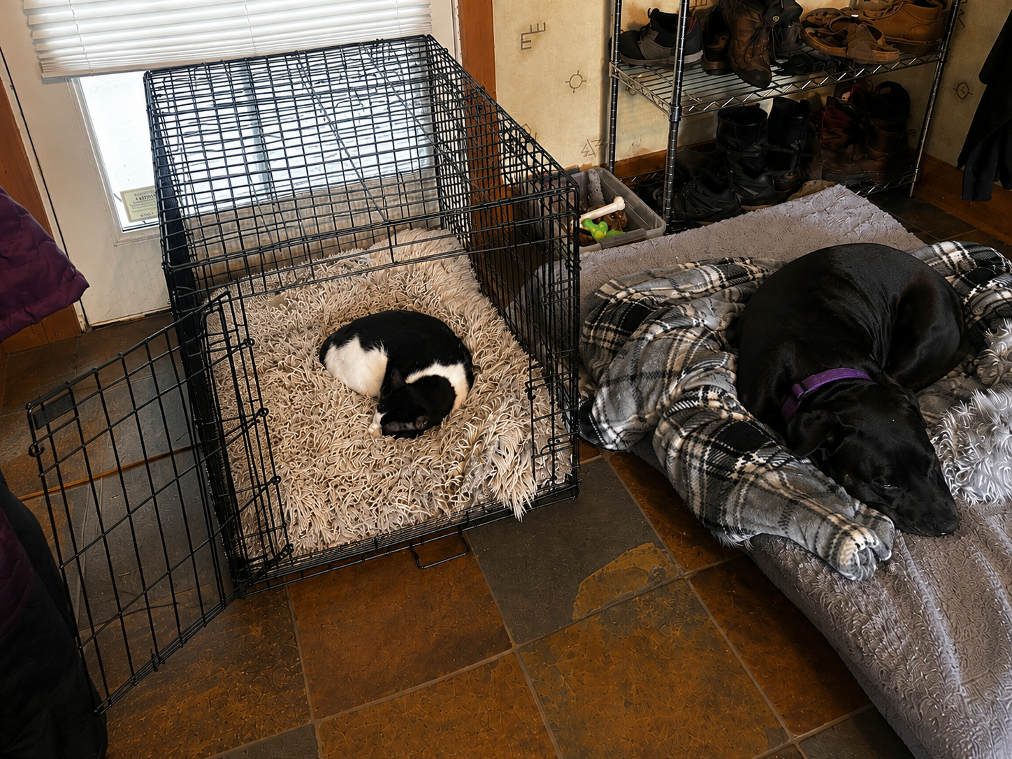 The Cat Who Never Stopped Believing