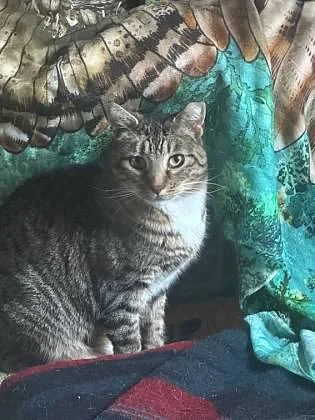 The Slowest Cat in the World