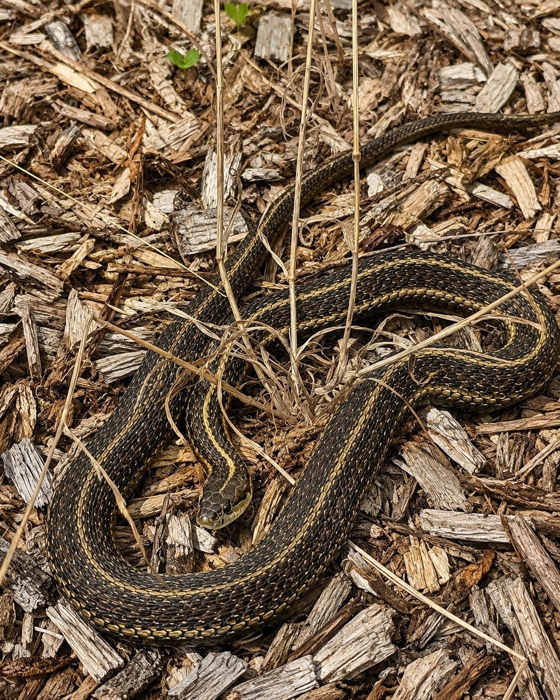 The Snake in the Orchard